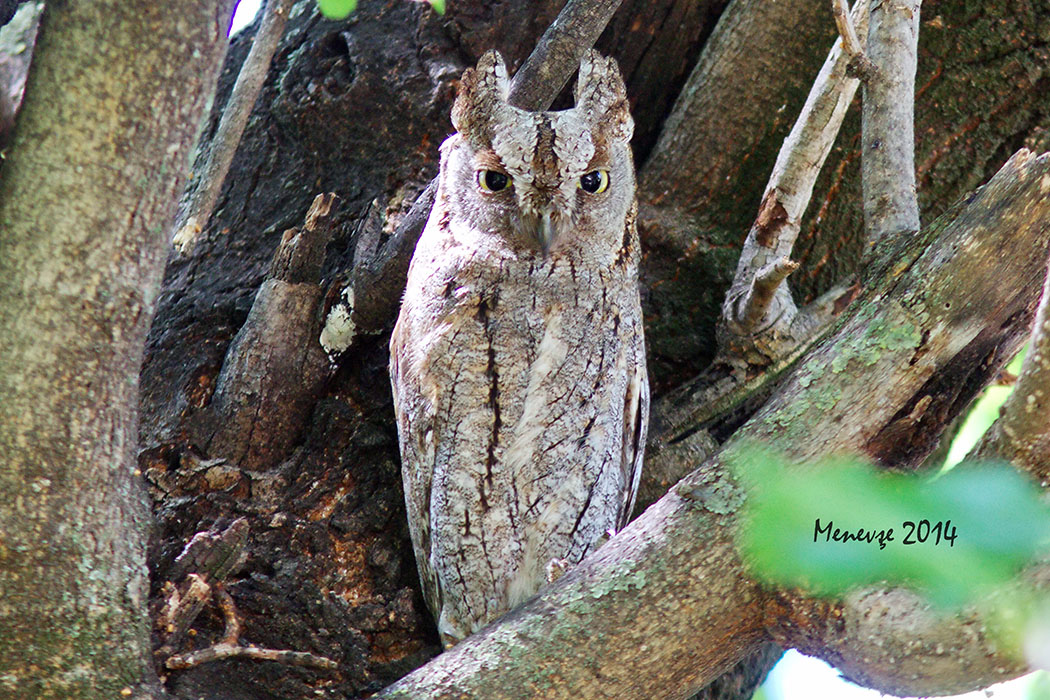 Eurasian Scops-Owl
